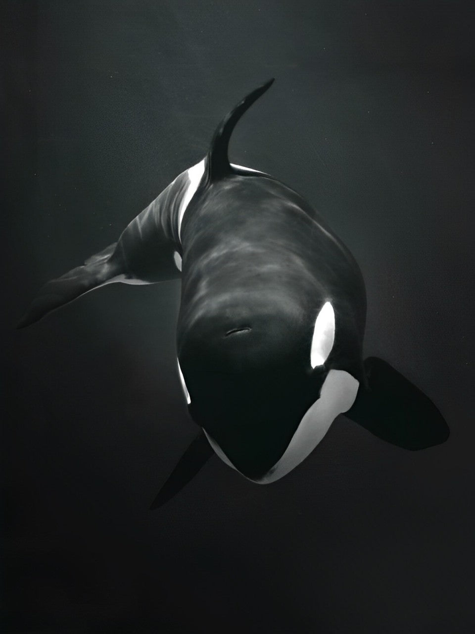 Orca