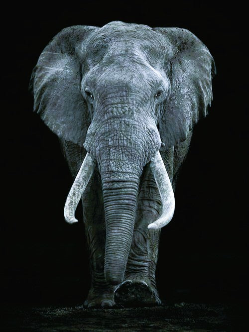 Elefante