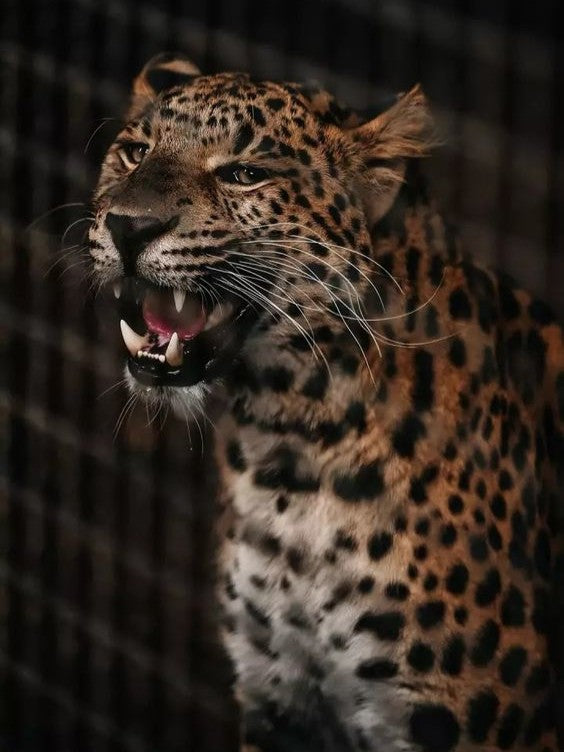 Leopardo