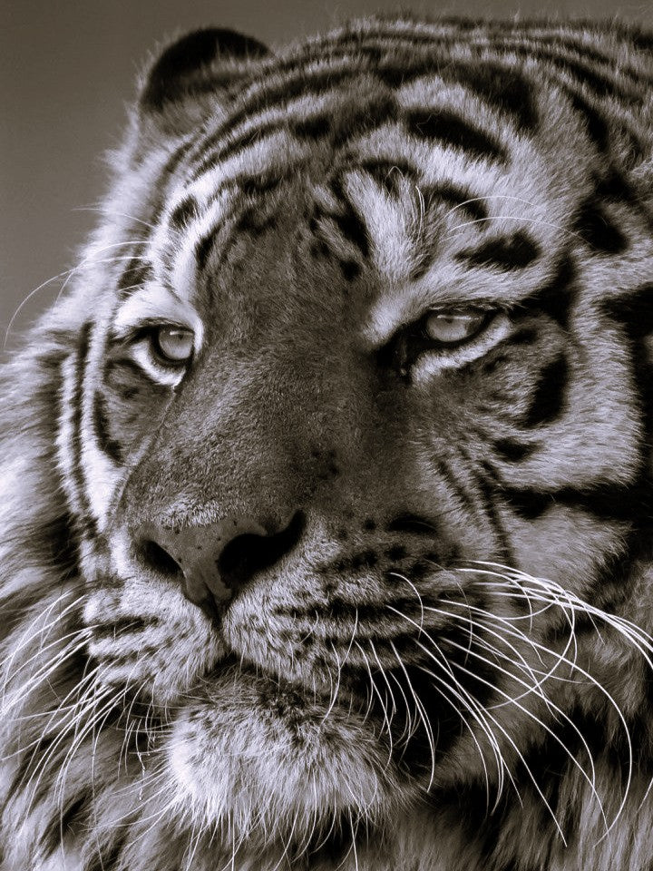 Tigre