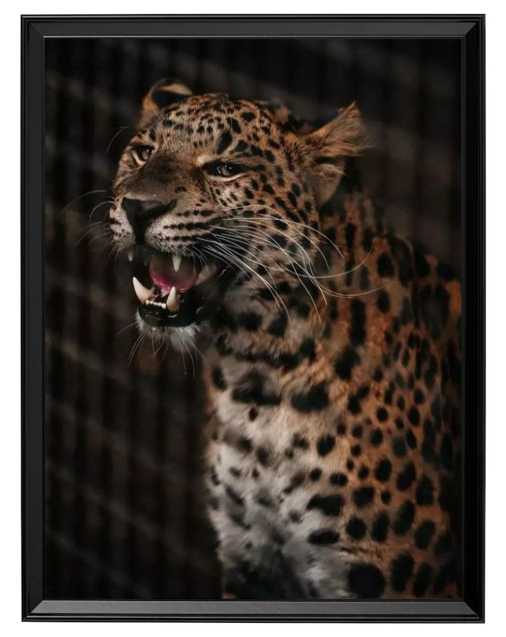 Leopardo