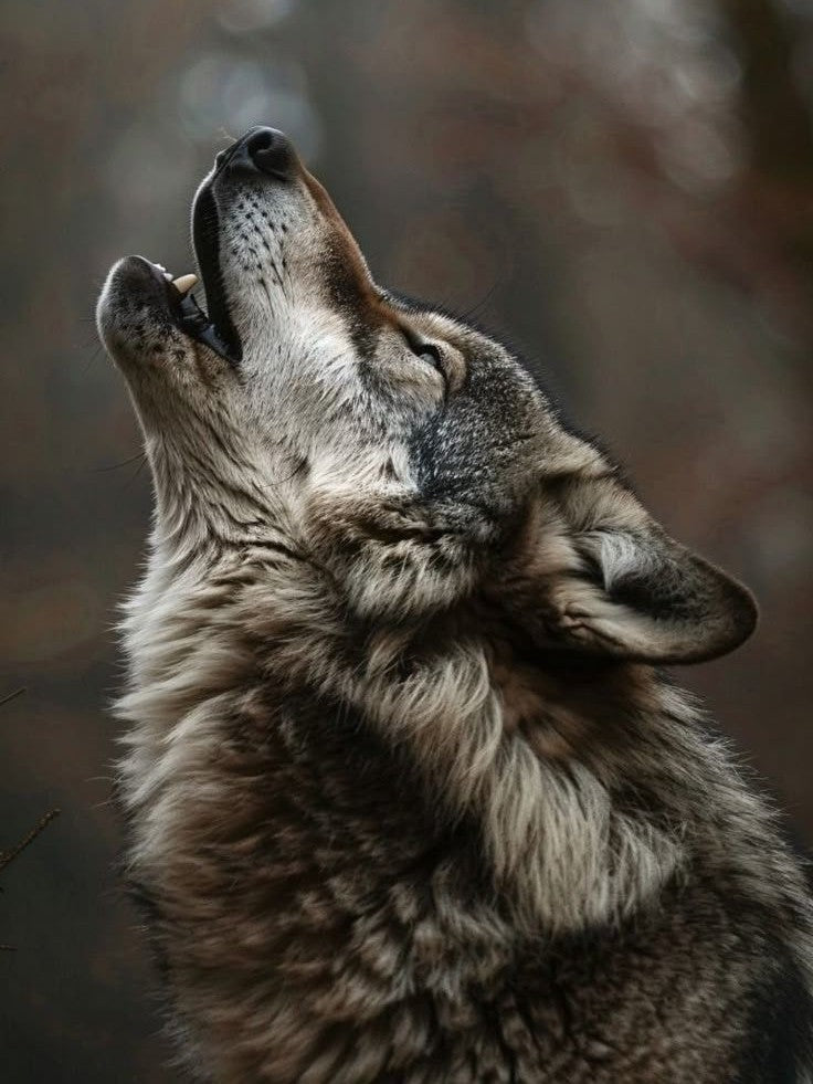 Lobo